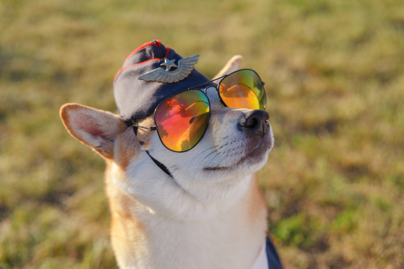 柴犬ハロウィン