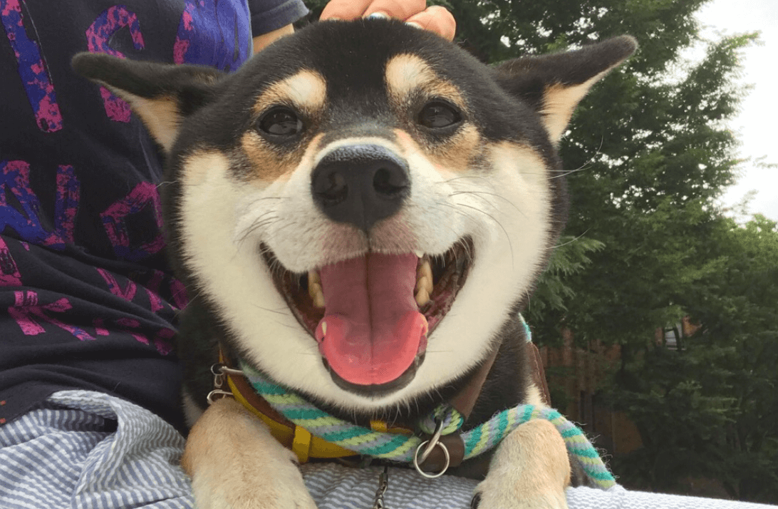 柴犬大好き 抱っこ大好き」な柴犬を集めちゃいました♡ | 柴犬ライフ [Shiba-Inu Life]