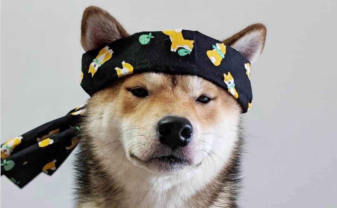 ☆やまいぬ☆ オーダー バンダナ柴犬 他計2体 ☆やまいぬ☆ オーダー