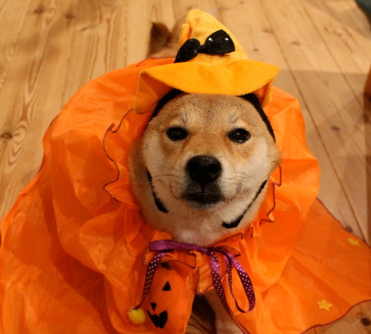 柴犬ハロウィン