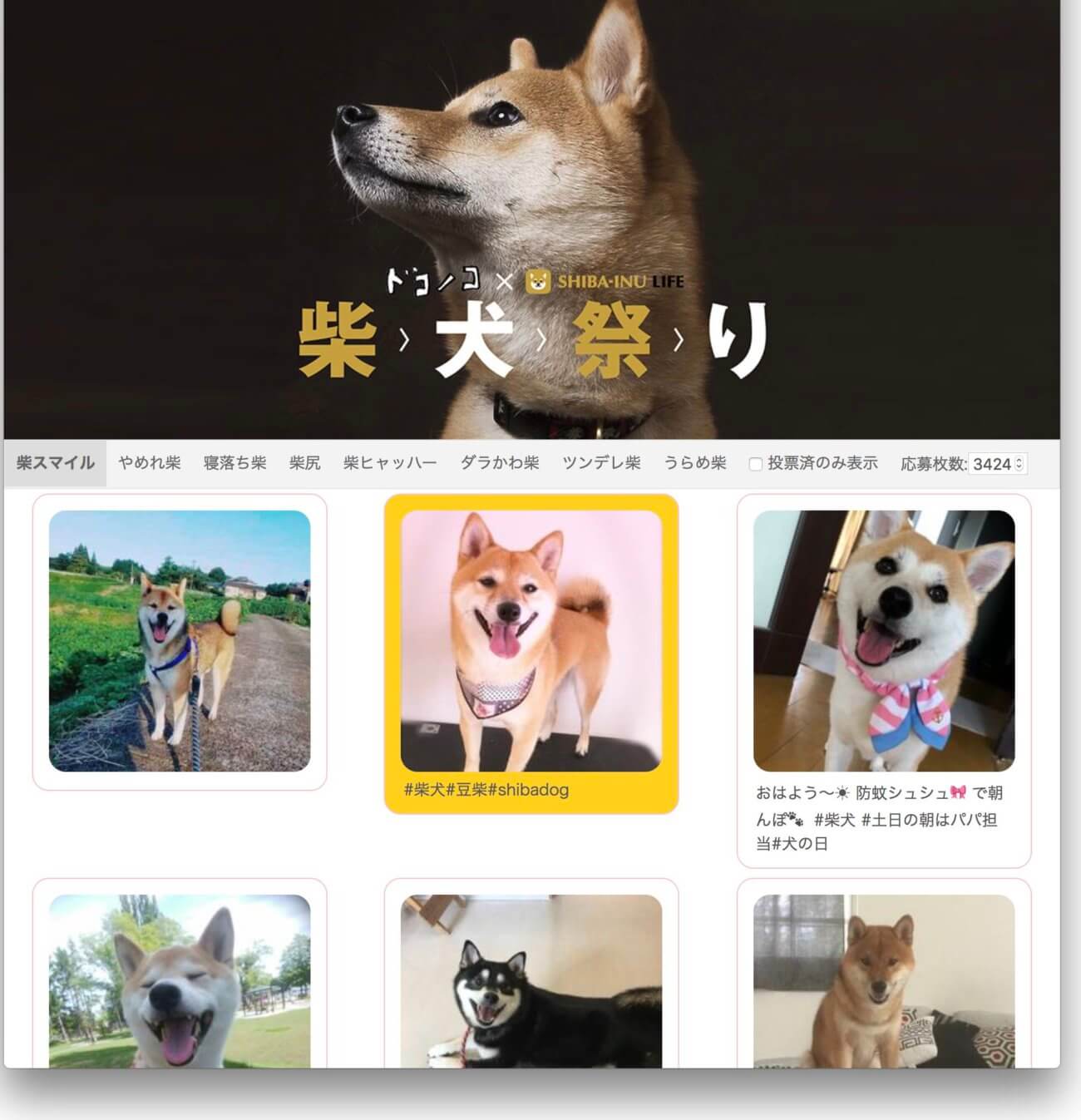 柴犬祭り