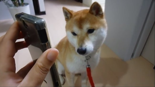 柴犬,YouTube