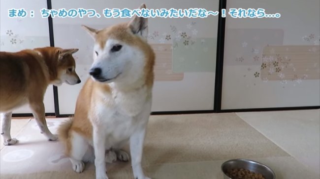 柴犬,YouTube