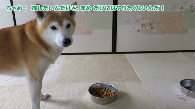 柴犬,YouTube