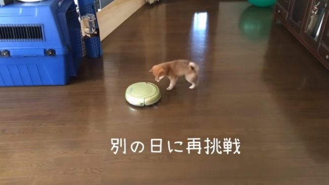 柴犬,YouTube
