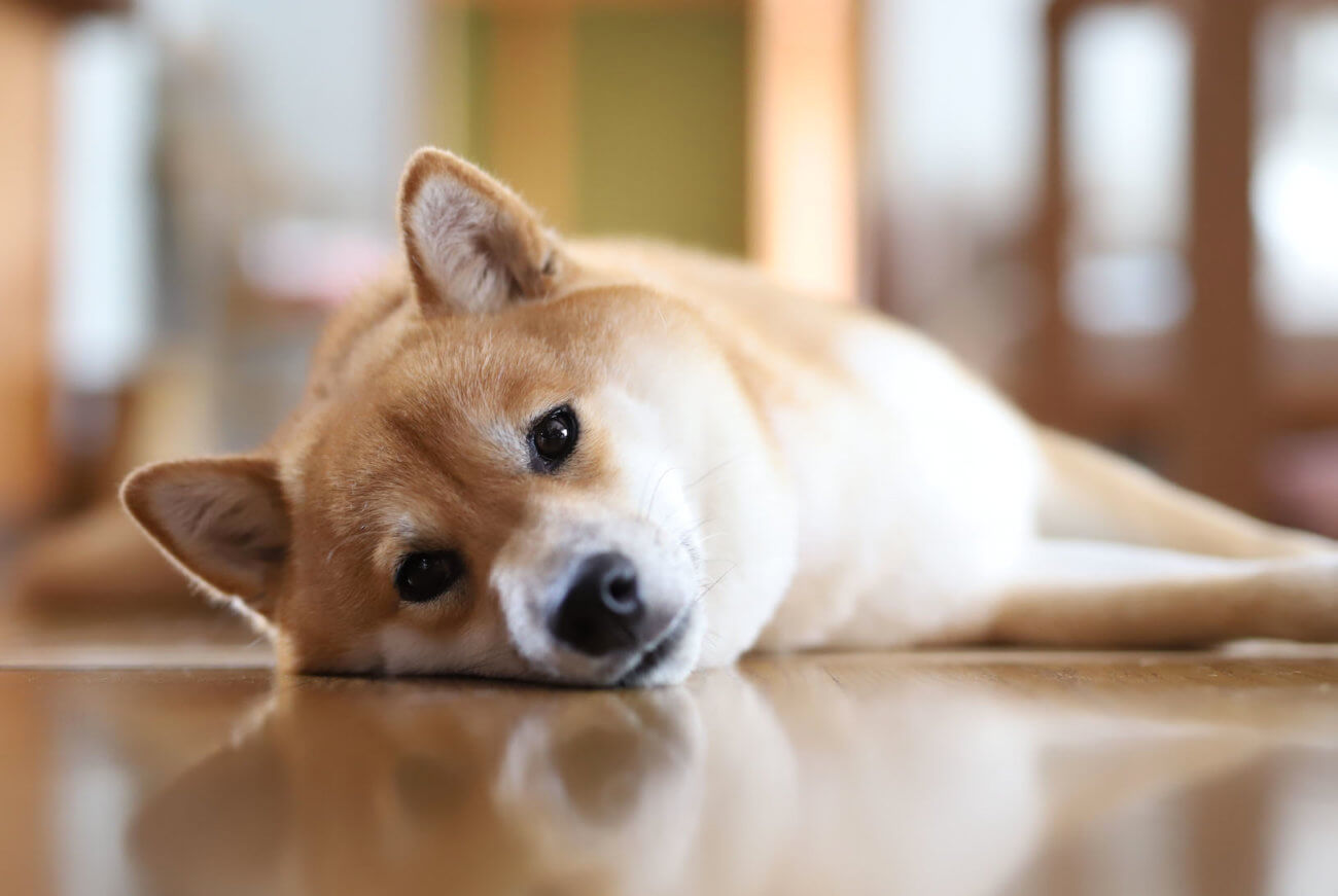 ただただ柴犬に見つめられるという至福を味わう | 柴犬ライフ [Shiba