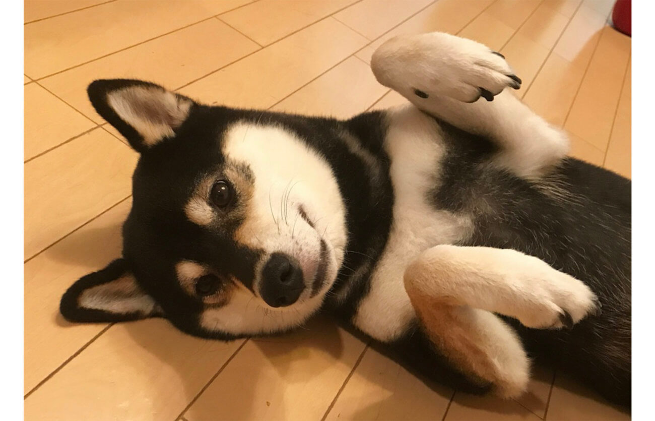 ☆ちびもか☆ へそてん柴犬　他計２点 ニヤニヤ注意！柴犬の「ヘソ天」は最高の癒し | 柴犬ライフ [Shiba-Inu
