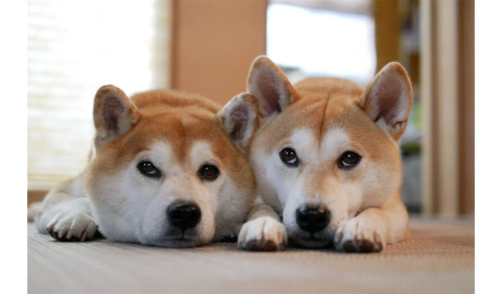 オーナーの”いたずらフェイント”に柴犬たちの反応は？ | 柴犬ライフ