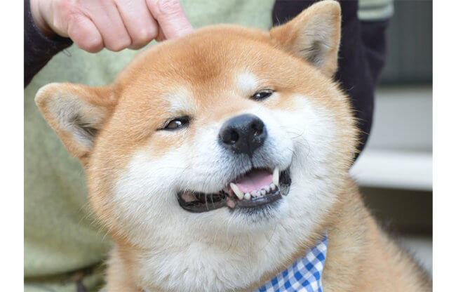 柴犬,リラックス