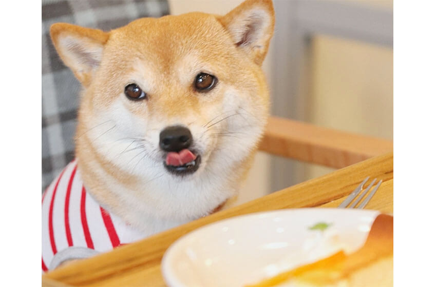 その顔イイね！柴犬たちが見せる様々な表情〜ちょっとニヤける編