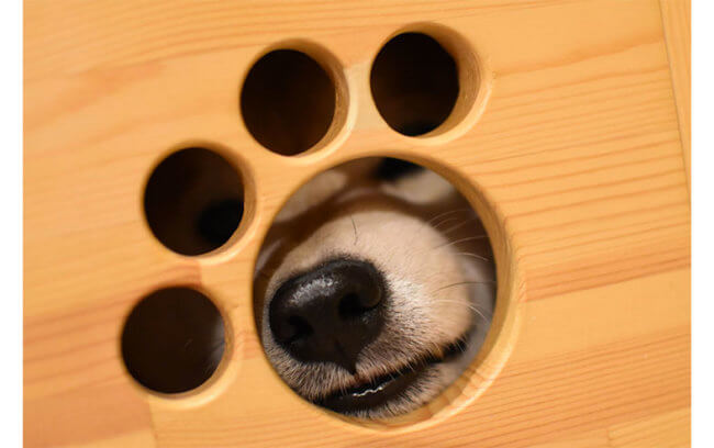 柴犬,かくれんぼ