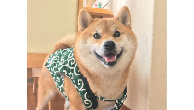 柴犬,柴スマイル