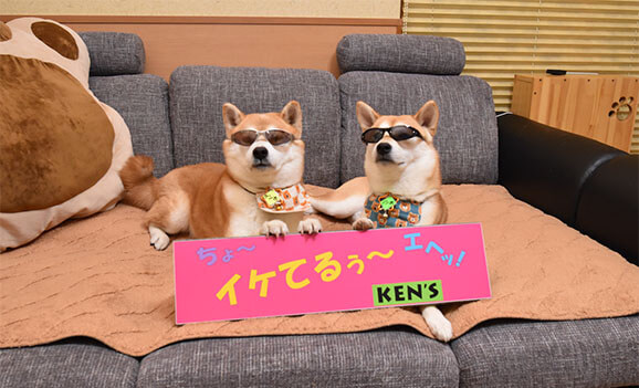 柴犬,サングラス