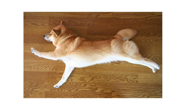 柴犬,ストレッチ