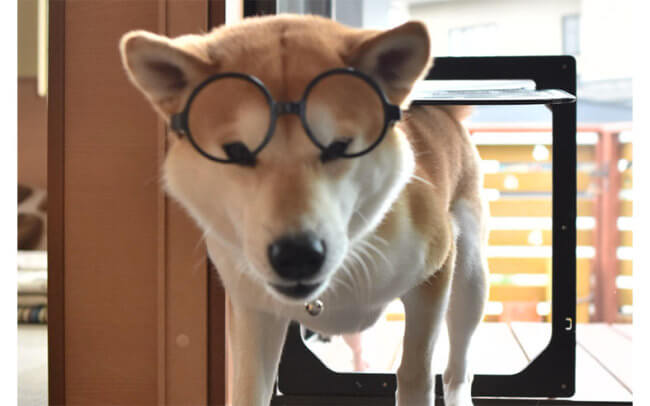 柴犬,うっかり者