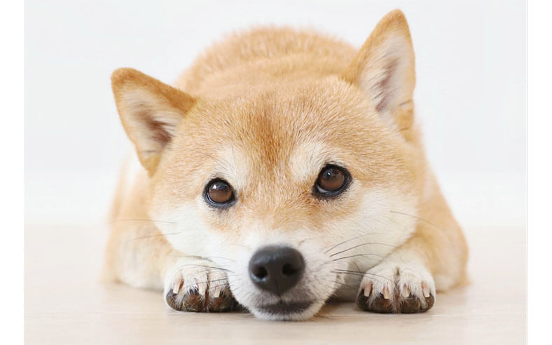 まさかのスヌーズ機能付き！カワイイ”目覚まし柴犬時計” | 柴犬ライフ