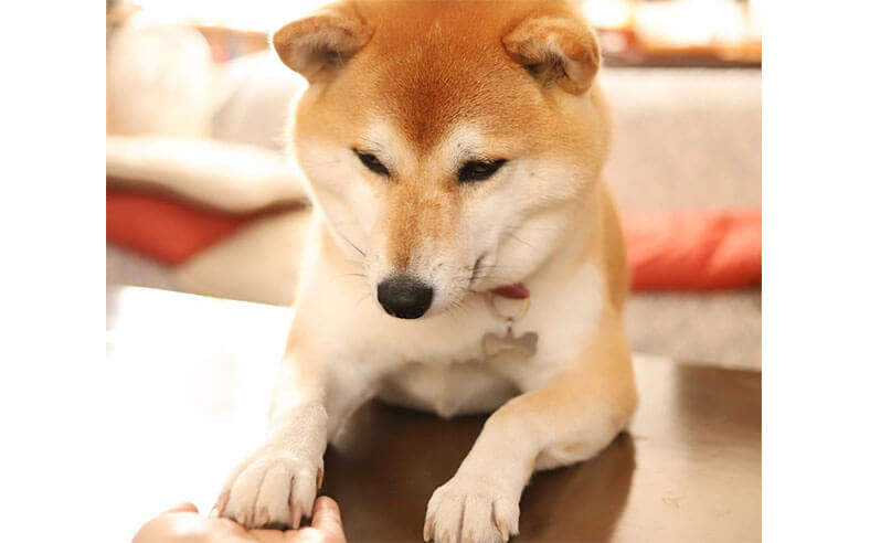 柴犬たちによる「お手」がシンプルに愛しい仕草なので改めて振り返る