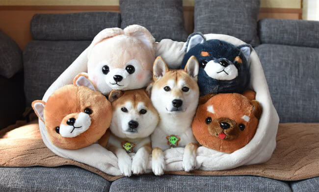 柴犬,柴犬グッズ