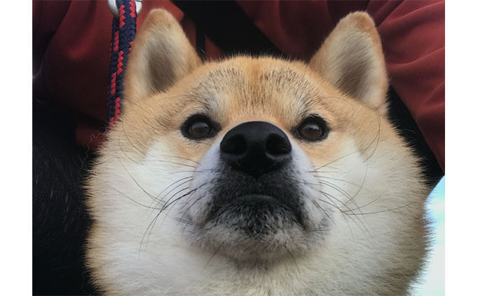 ローアングル柴犬」がジワジワくる〜二重アゴでもカワイイよ〜 | 柴犬