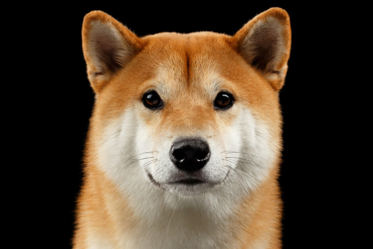 見る柴マニア