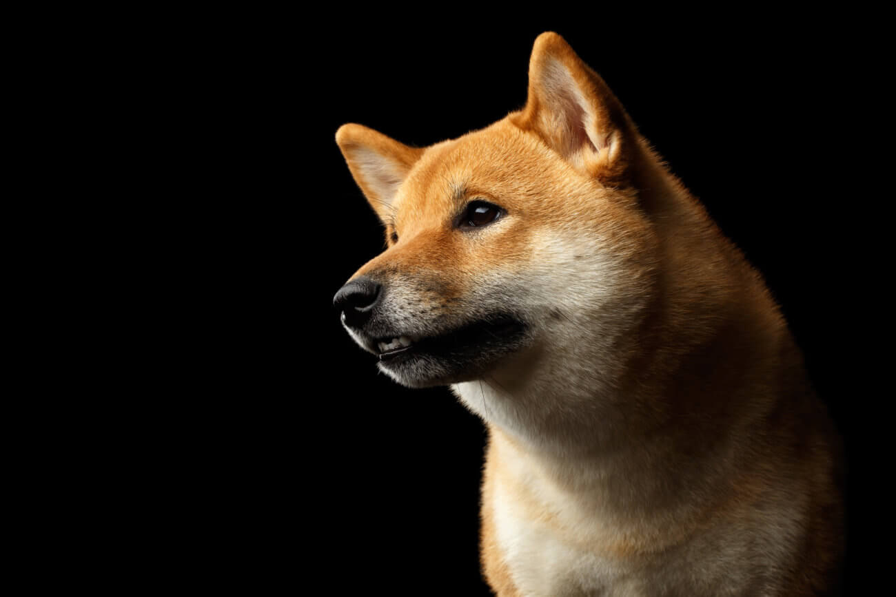 見る柴マニア