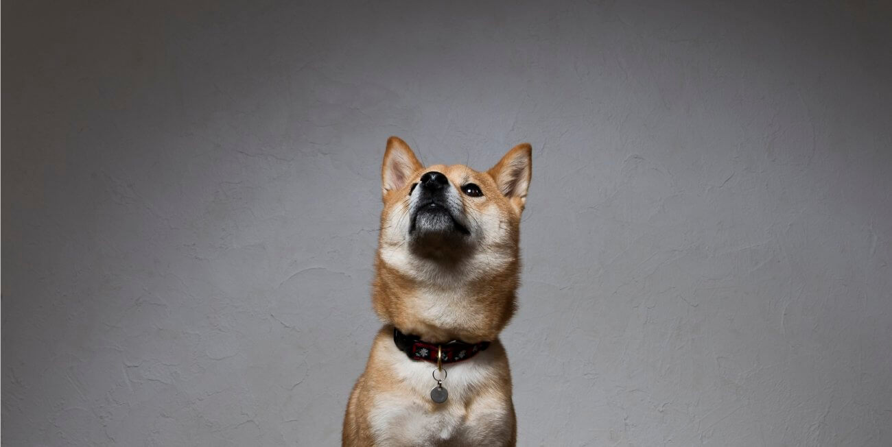 見る柴”マニア 野村高文の柴犬見聞録 | 柴犬ライフ [Shiba-Inu Life]