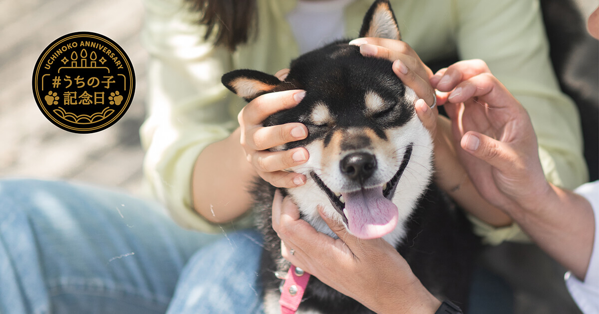 柴犬うちの子記念日