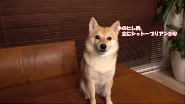 柴犬,YouTube