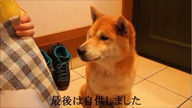 柴犬,YouTube