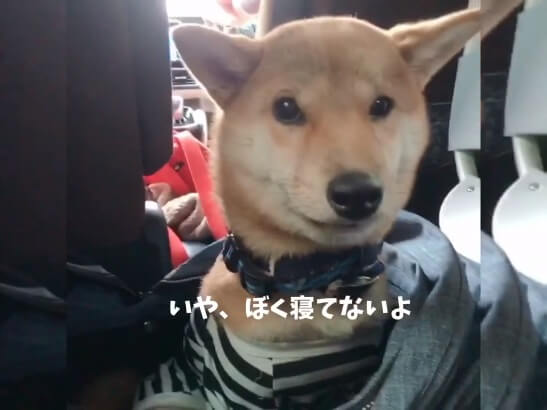 柴犬,YouTube