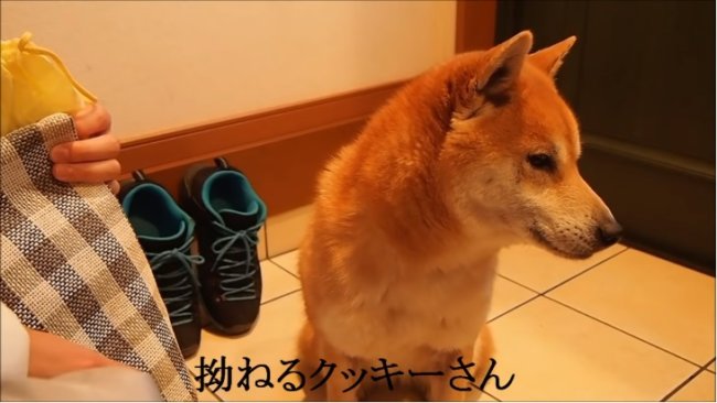 柴犬,YouTube