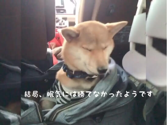 柴犬,YouTube
