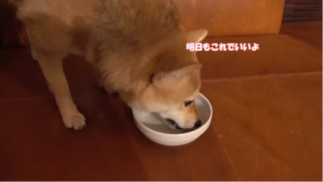 柴犬,YouTube