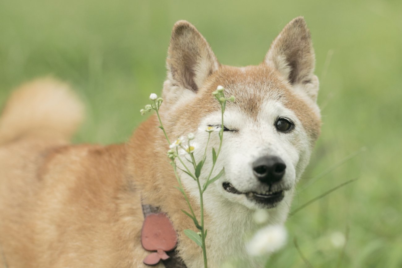 柴犬シニア
