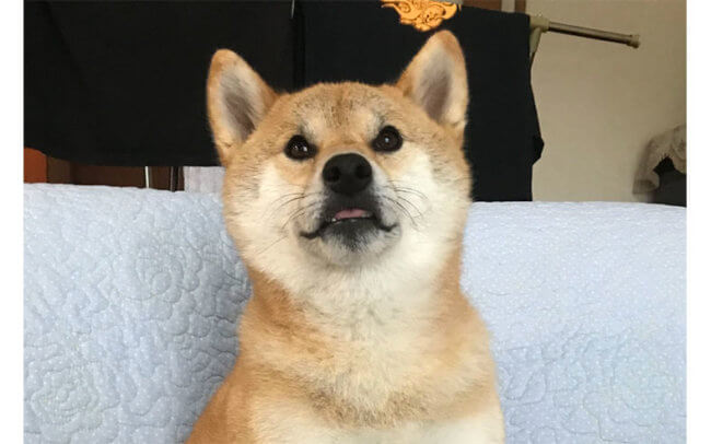 柴犬,サプライズ