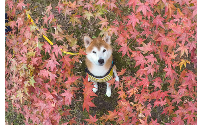 風情のある「柴犬×紅葉」写真に心癒される | 柴犬ライフ [Shiba-Inu Life]