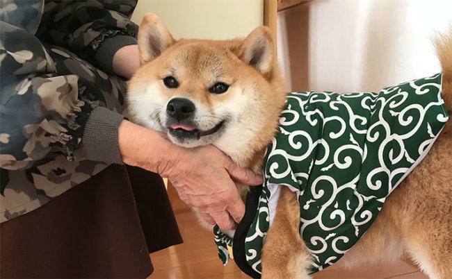 柴犬,コミュニケーション