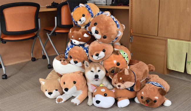 柴犬,ぬいぐるみ