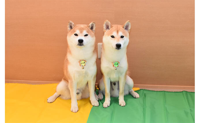 まるで双子みたい♡微笑ましいそっくり2頭の柴犬たち | 柴犬ライフ