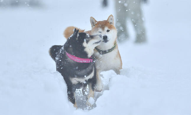 柴犬,スローモーション