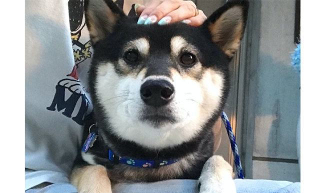 柴犬,つまらない