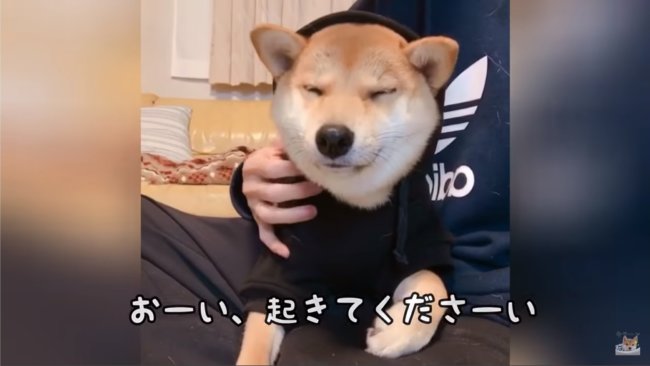 柴犬,YouTube