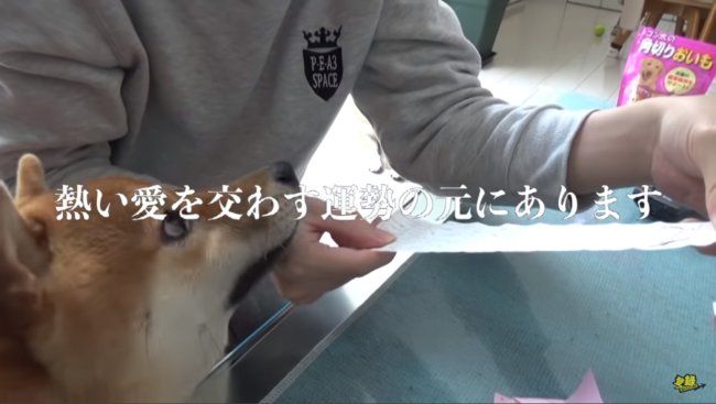 柴犬,YouTube