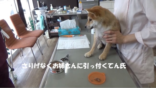 柴犬,YouTube