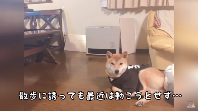 柴犬,YouTube