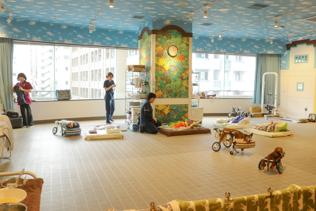 柴犬シニア,ワンコット