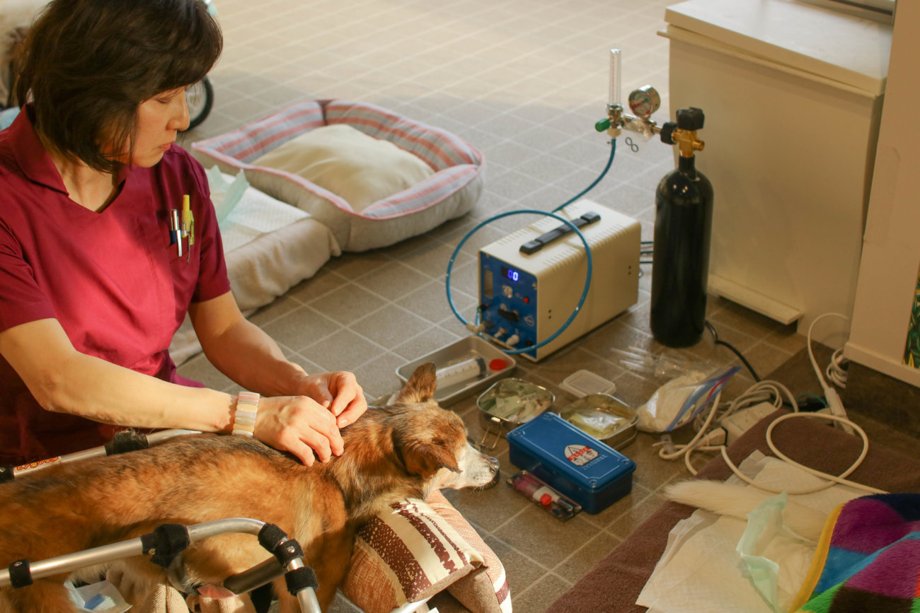 柴犬シニア,ワンコット
