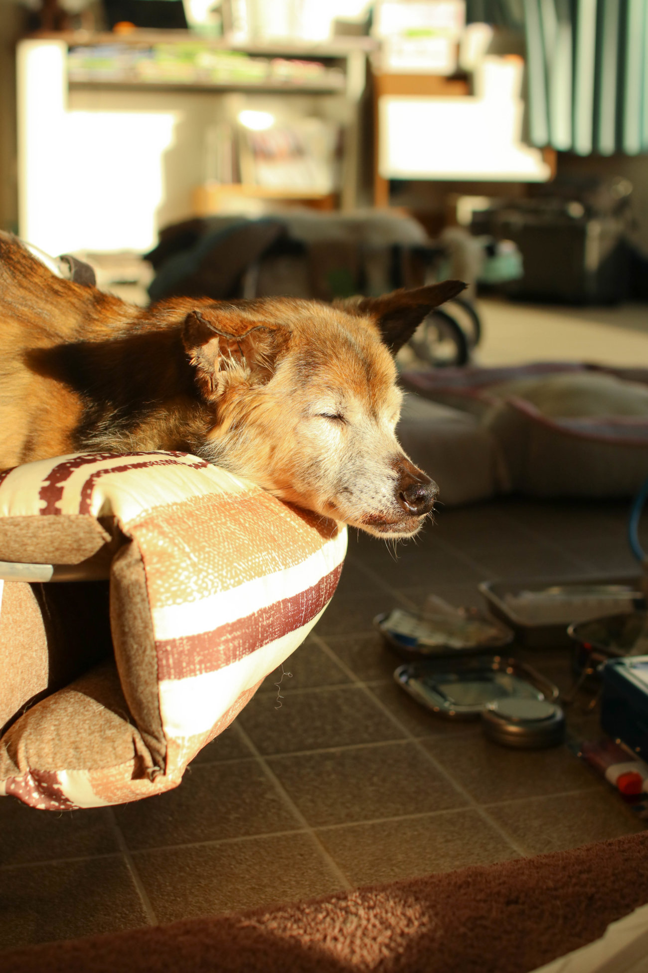 柴犬シニア,ワンコット