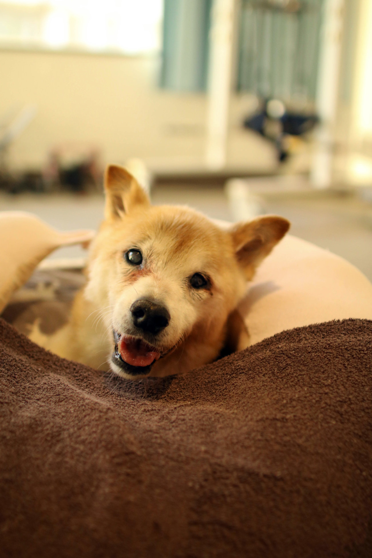 柴犬シニア,ワンコット