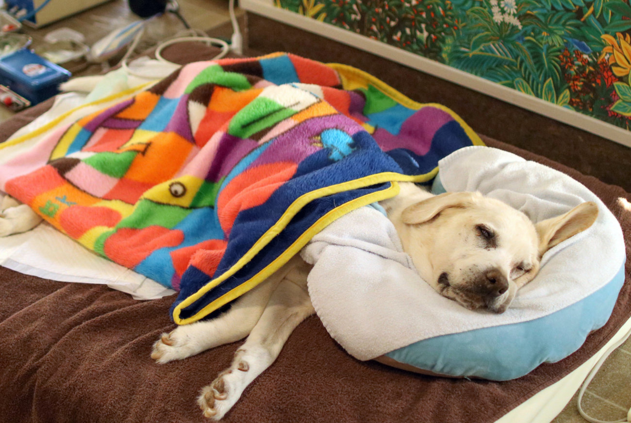 柴犬シニア,ワンコット